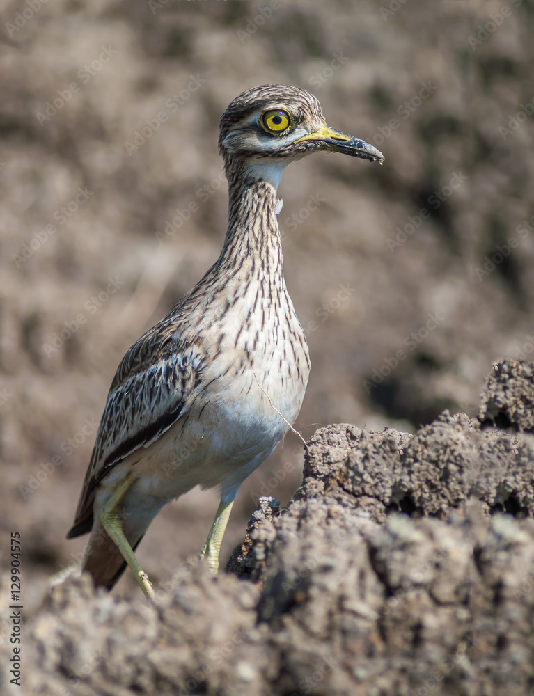 Thick-knees(Burhinus indicus), brown bird in field. Thick-knees(Burhinus indicus), brown bird in field.