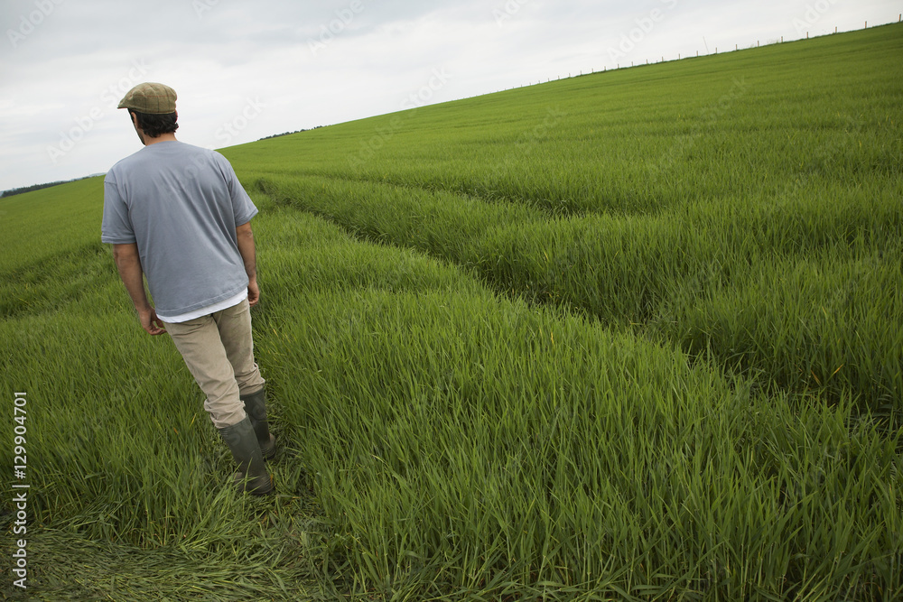 Rear view of a man walking in tilt field