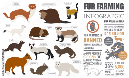 Fur farming infographic template. Flat design