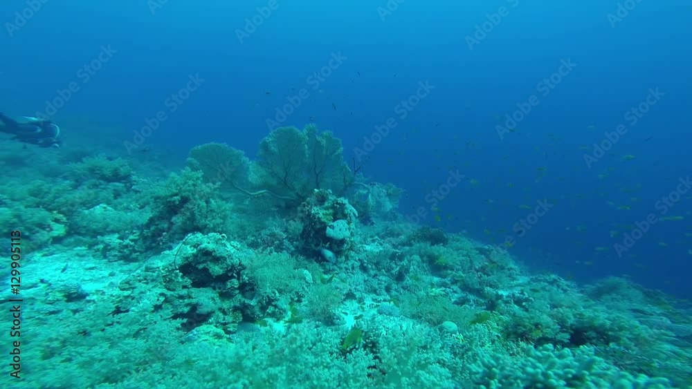 Diving in the red sea Diving in the red sea