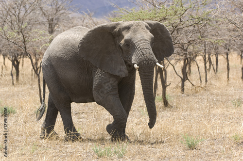 Elephant  Loxodonta africana  in savannah