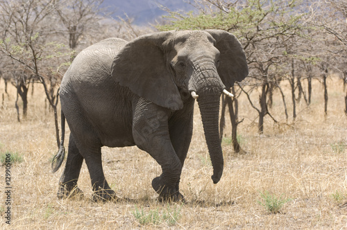 Elephant (Loxodonta africana) in savannah