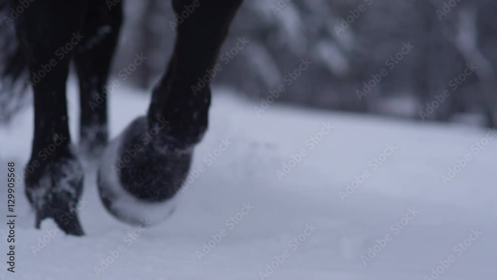 SLOW MOTION CLOSEUP: Wild horse walking through soft snow blanket in cold winter