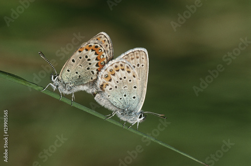 Fototapeta Naklejka Na Ścianę i Meble -  Two Common Buckeye butterflies mating side view