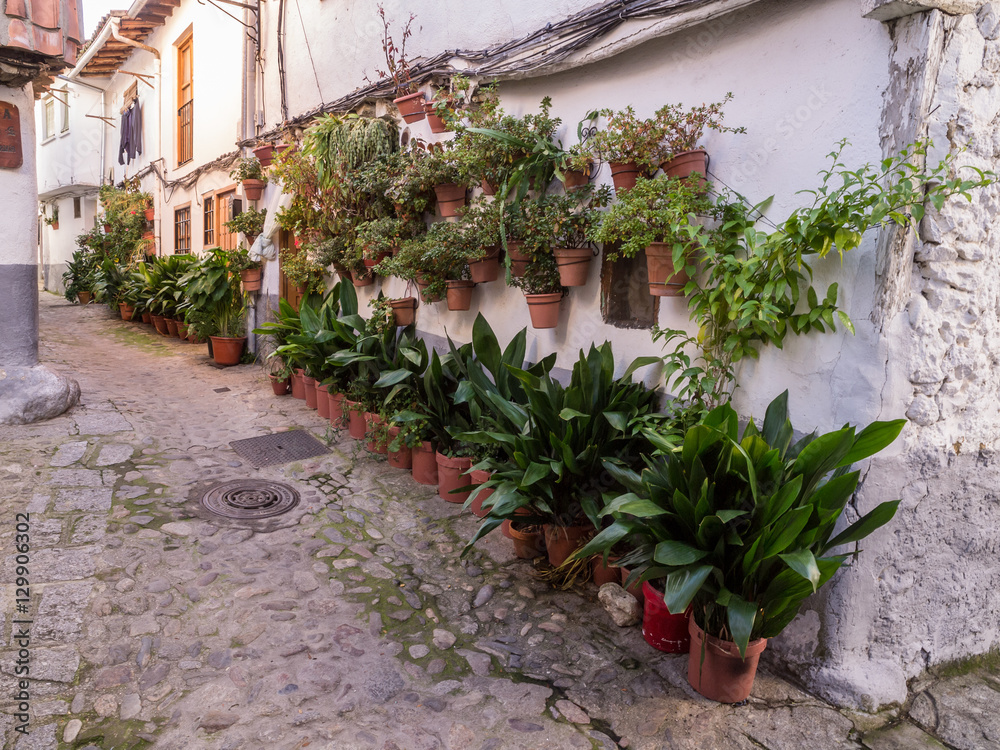 Naklejka premium macetas en Hervás