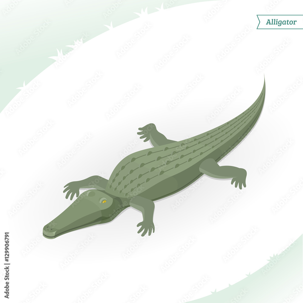 Naklejka premium Alligator isolated on white background. Isometric view. Vector illustration.