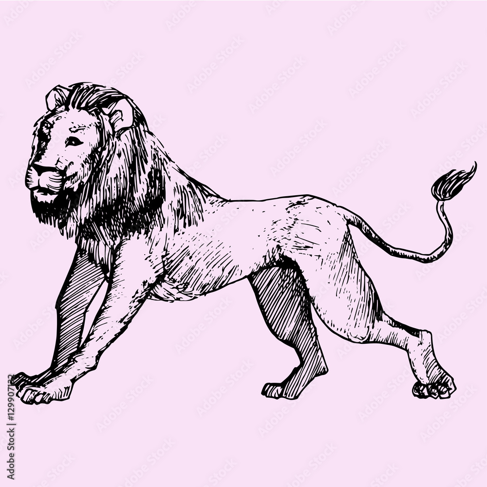 Obraz premium Side view of a Lion walking, doodle style sketch illustration hand drawn vector