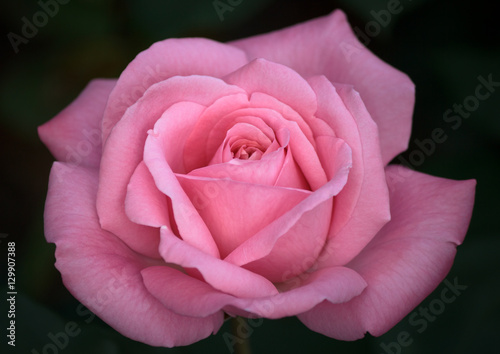 Beautiful Pink Rose on Dark Background - Closeup