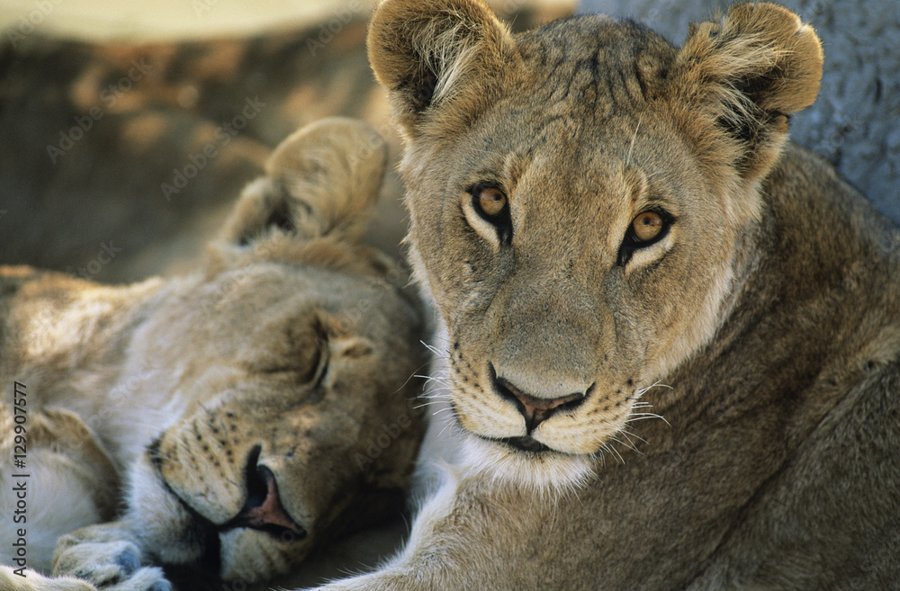 Obraz premium Two Lions resting close-up