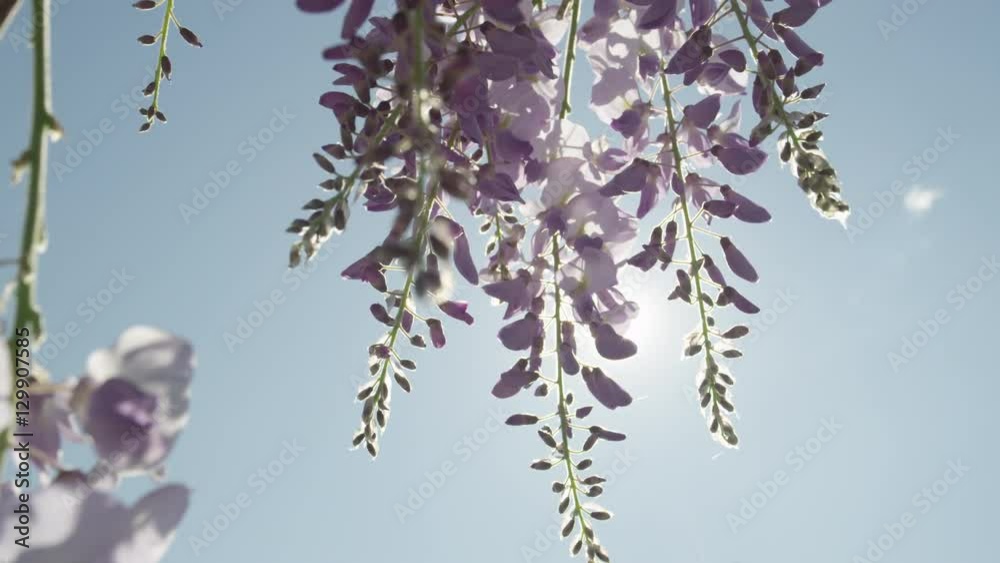 DOF slow motion close up spring sun shining through blooming wisteria flowers