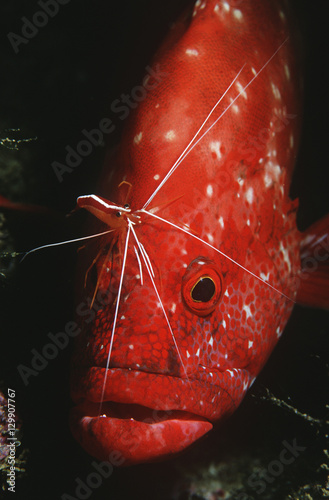 Mozambique Indian Ocean tomato rockcod (Cephalophlis sonnerati) being cleaned by cleaner shrimp (Lysmata amboinensis) close-up photo