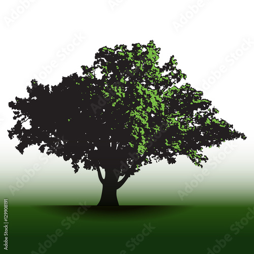 A large glorious old oak tree for print or web    