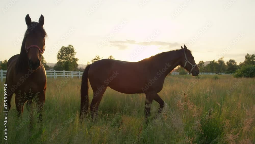 CLOSE UP: Two beautiful strong horses running in tall grass on horse ranch CLOSE UP: Two beautiful strong horses running in tall grass on horse ranch