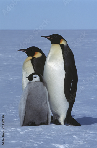 Antarctica Weddel Sea Atka Bay Emperor Penguin Family