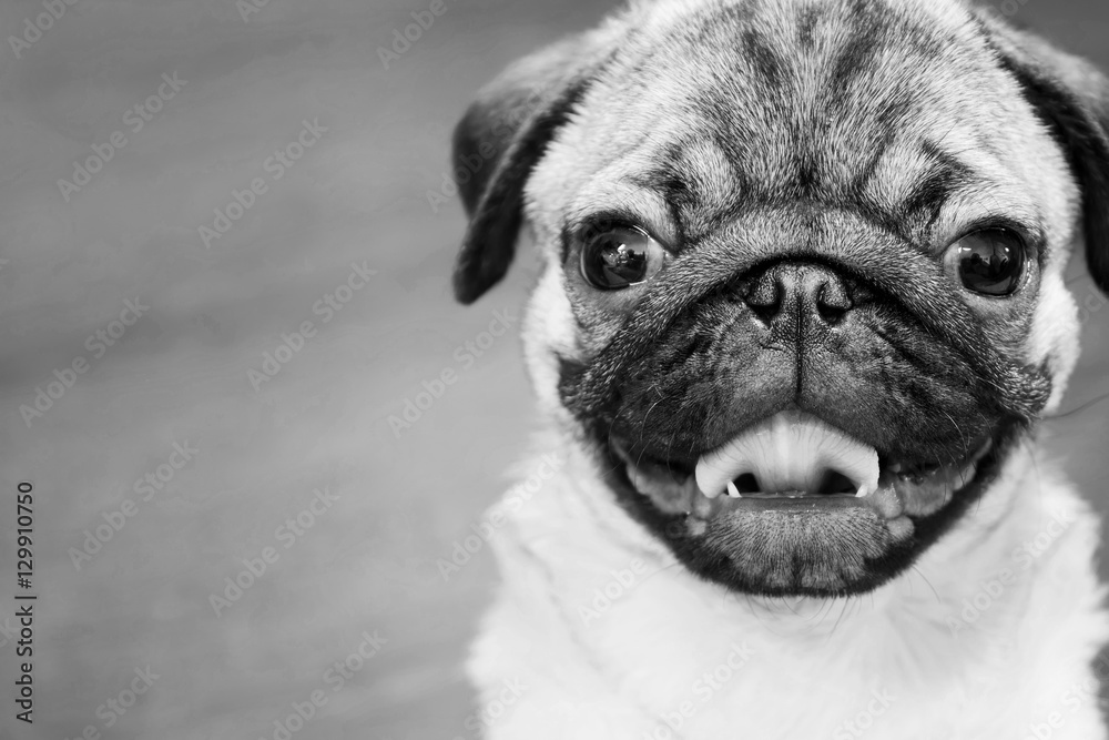 Puppy of breed a pug with an open mouth