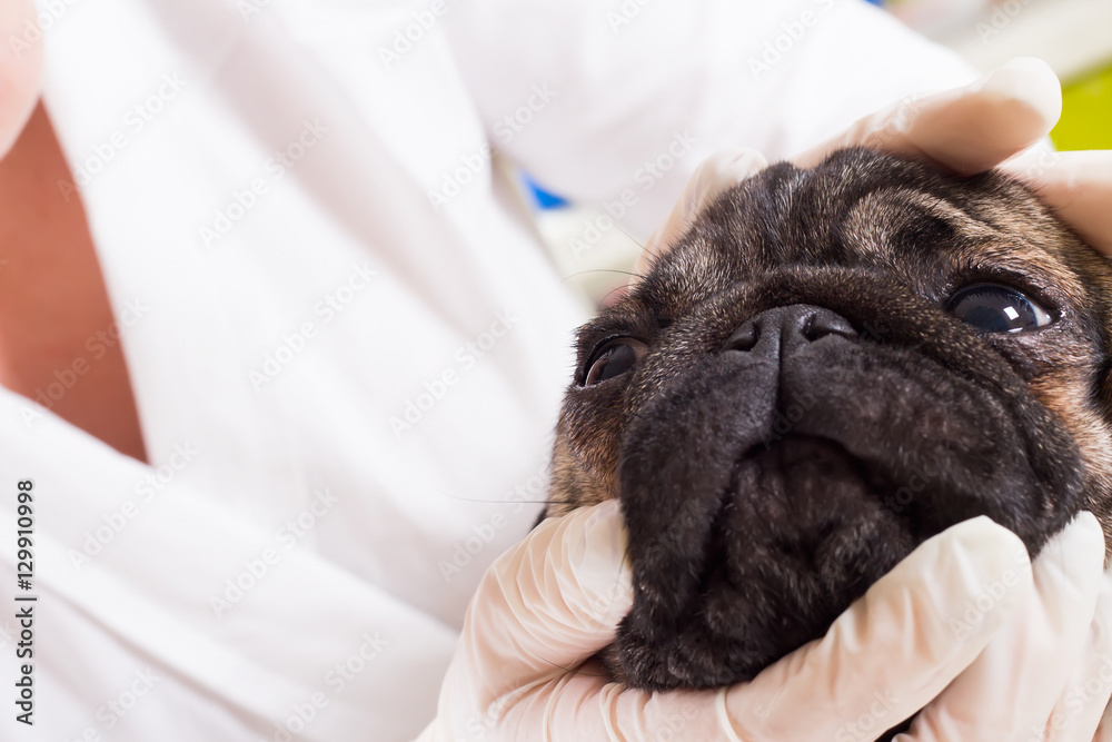 Veterinarian checks the eyes of a dog