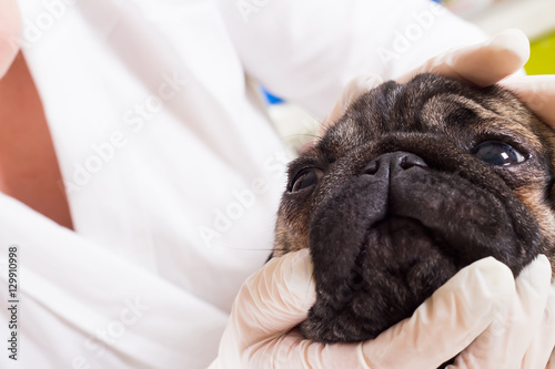Veterinarian checks the eyes of a dog
