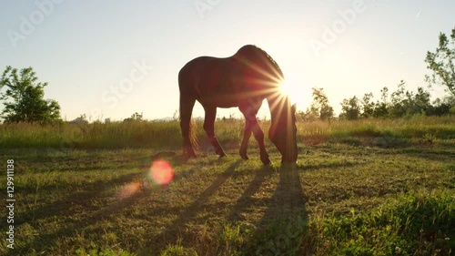CLOSE UP: Beautiful dark bay horse pasturing on countryside field at sunset