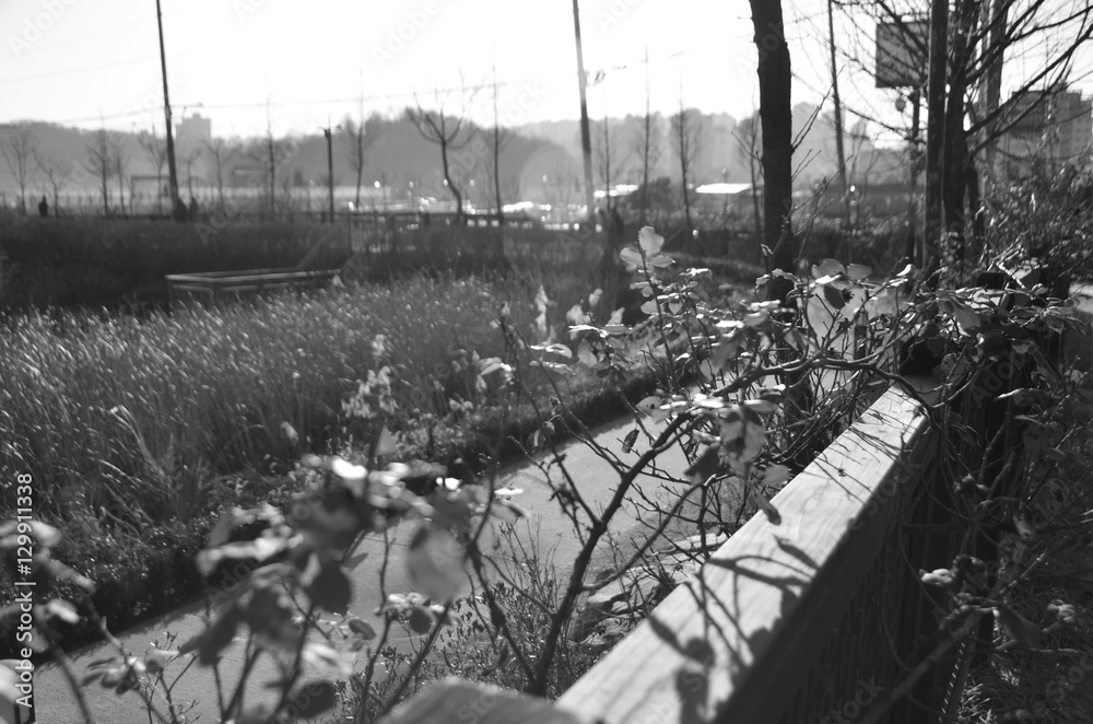 Fototapeta premium 자연