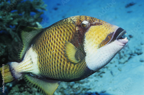 Parrot fish in ocean