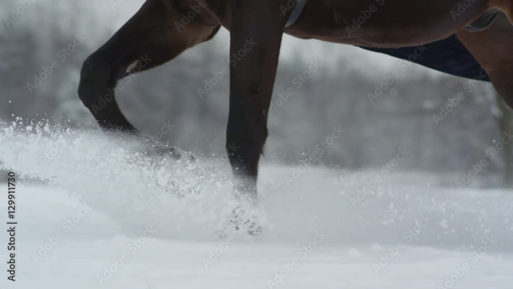 SLOW MOTION: Snowy horses legs rising snow while running in deep snow blanket