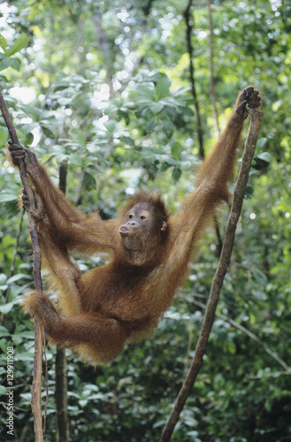 Orangutan climbing tree