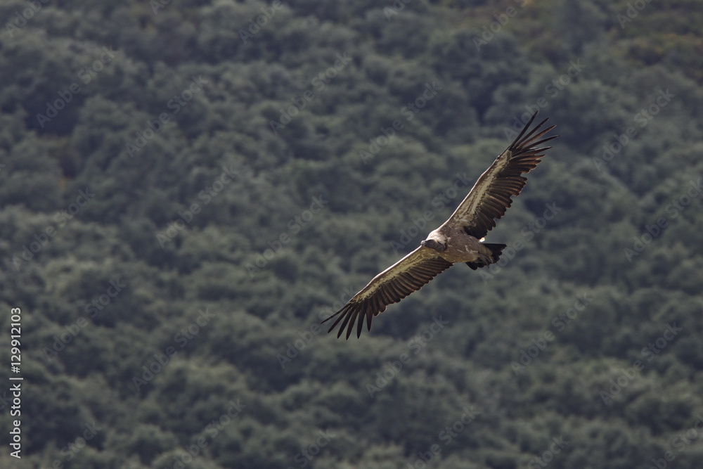 Griffon Vulture (Gyps fulvus) in flight, Andalucia, Spain.