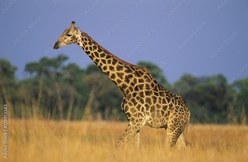 Obraz premium Maasai Giraffe (Giraffa Camelopardalus) on savannah