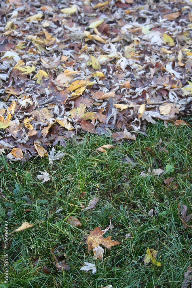 Foglie cadute sul prato in giardino in autunno.