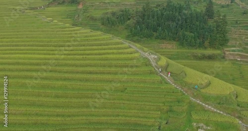 Beautiful 4k aerial sgot of the Longji Rice Terraces located next to the village of Ping'an in Longsheng County, Southern China. Fresh green rice fields in Fall. Mountain, rural landscape. photo