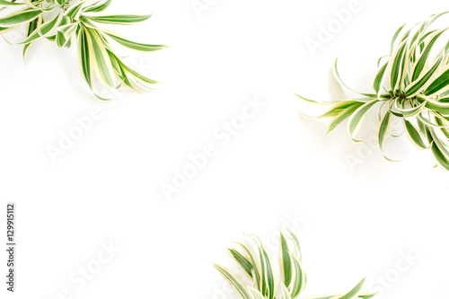 exotic green leaves frame on white background. flat lay.