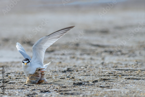 Little tern(Sternula albifrons), bird on nest at coast.