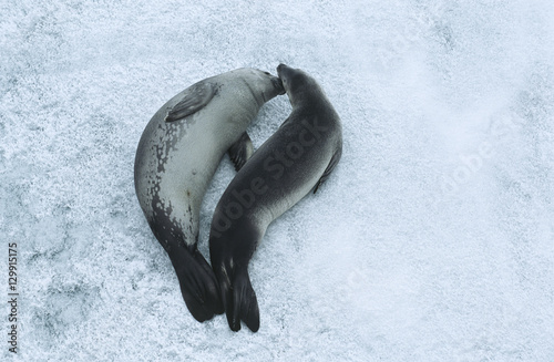 Two Weddell Seals (Leptonychotes weddellii) on ice view from above photo