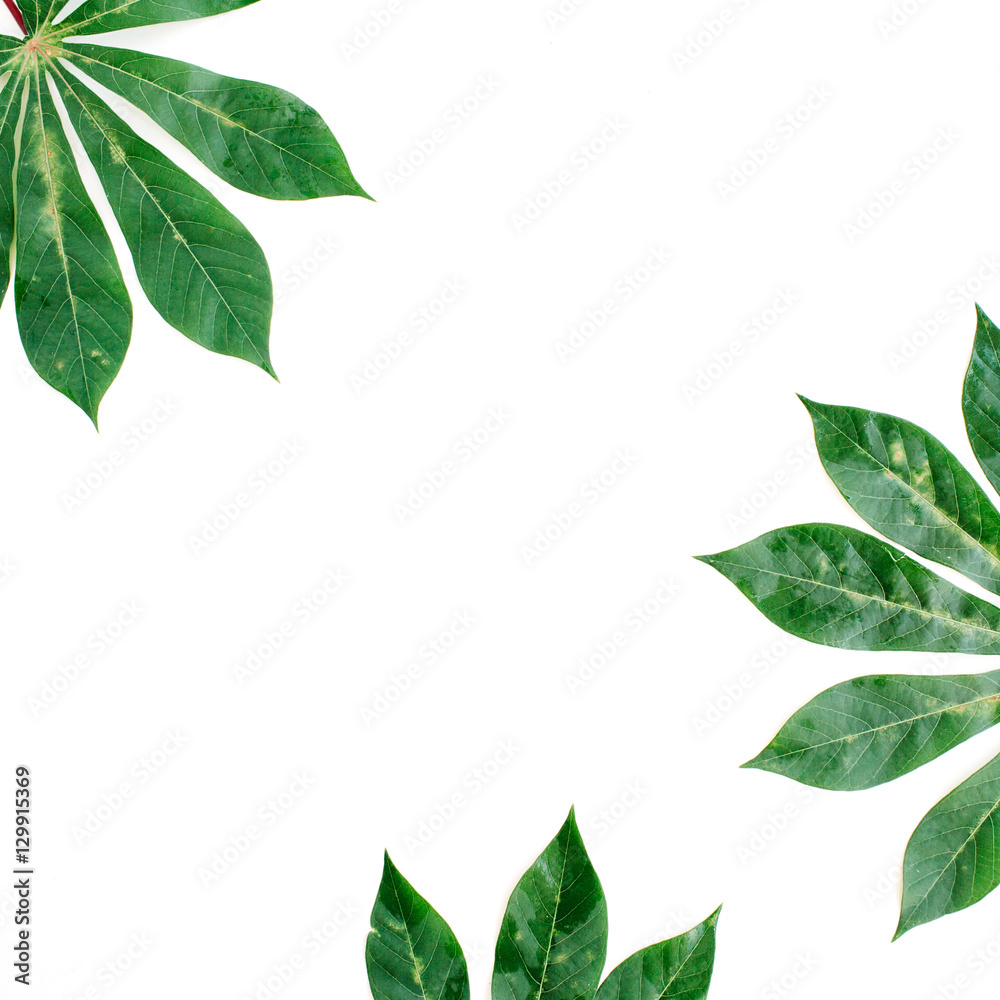 green palm branches frame on white background. flat lay, top view green palm branches frame on white background. flat lay, top view