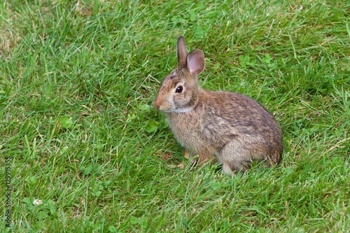 Small Rabbit © Dan