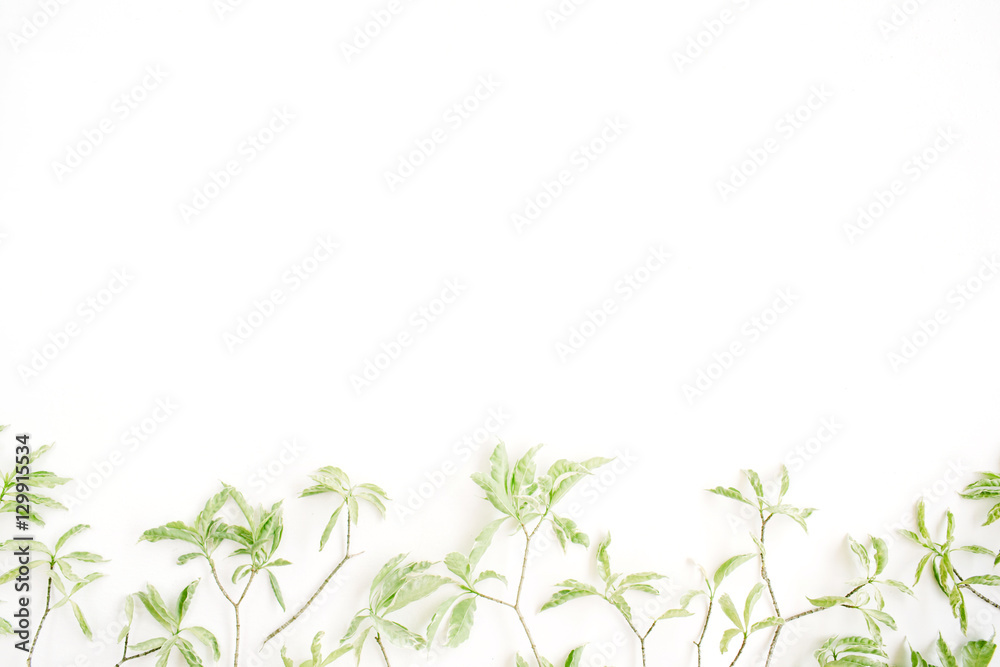 green leaf pattern on white background. flat lay header green leaf pattern on white background. flat lay header