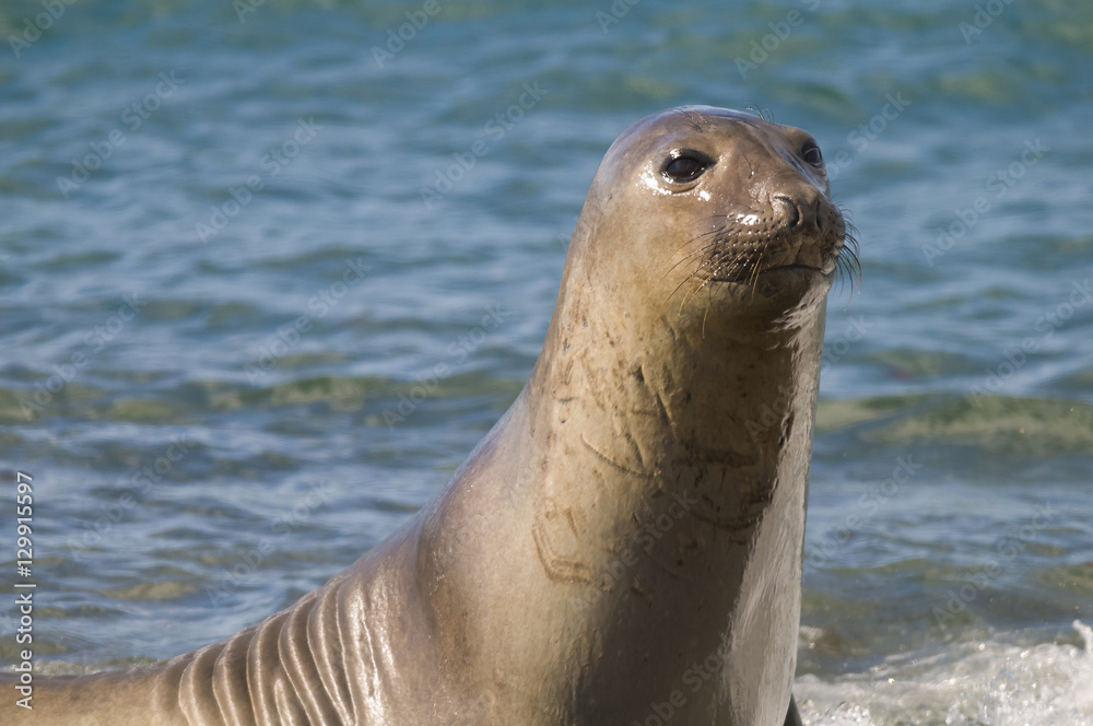 Fototapeta premium Elephant seal, Patagonia Argentina