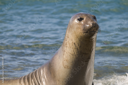 Elephant seal, Patagonia Argentina