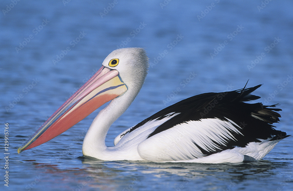 Australian Pelican on water