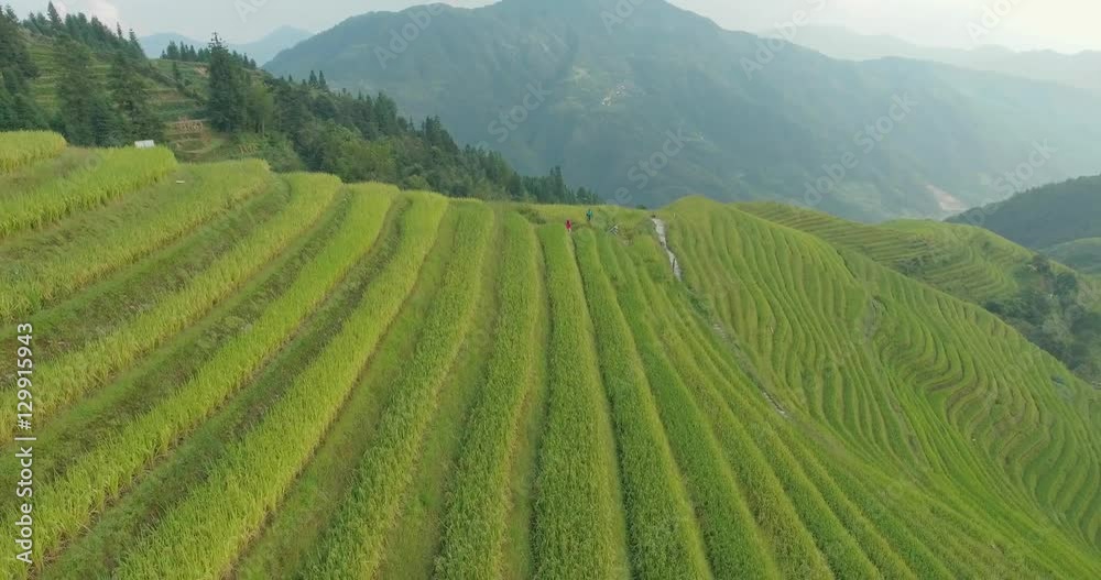 Beautiful 4k aerial sgot of the Longji Rice Terraces located next to the village of Ping'an in Longsheng County, Southern China. Fresh green rice fields in Fall. Mountain, rural landscape. Beautiful 4k aerial sgot of the Longji Rice Terraces located next to the village of Ping'an in Longsheng County, Southern China. Fresh green rice fields in Fall. Mountain, rural landscape.