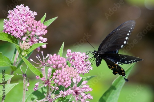 Black Swallowtail Butterfly