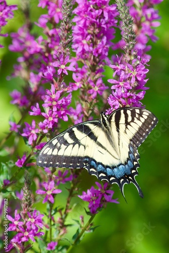 Swallowtail Butterfly
