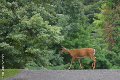 Deer Crossing