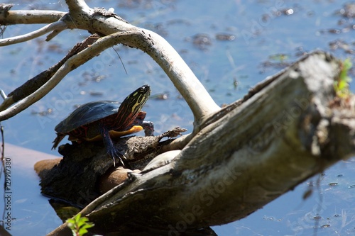Turtle on Log