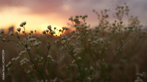 DOF CLOSEUP: Golden sunset sun shining through beautiful white chamomile flowers