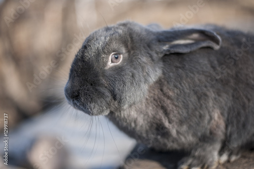 Fluffy gray rabbit in a daylight