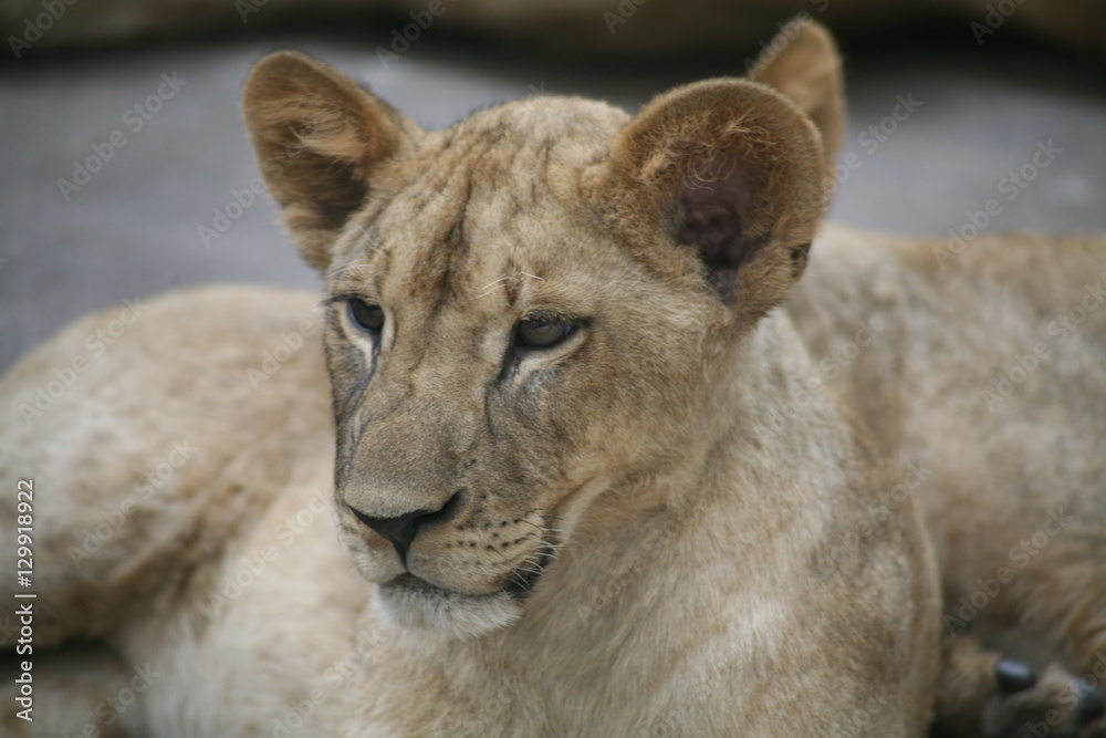 Fototapeta premium Lion