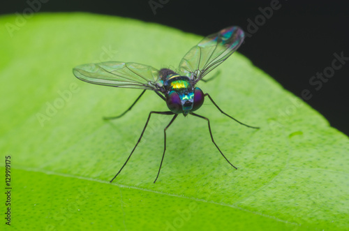 long legged fly on leaf. green fly. © thithawat