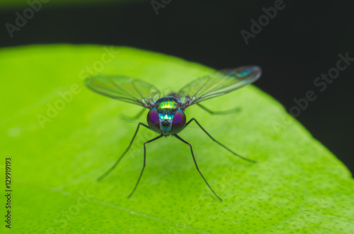 long legged fly on leaf. green fly.