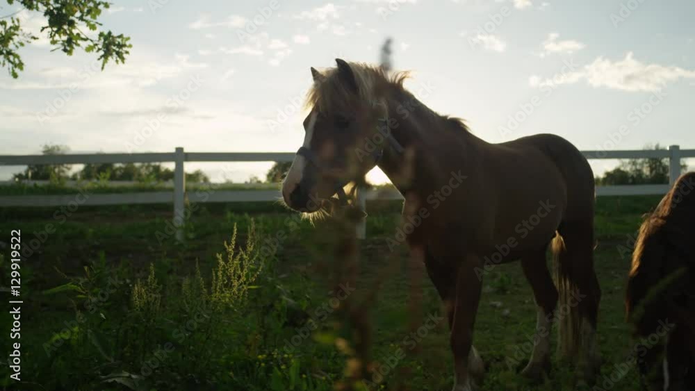 CLOSE UP, DOF: Two cute ponies pasturing on meadow field on horse ranch CLOSE UP, DOF: Two cute ponies pasturing on meadow field on horse ranch